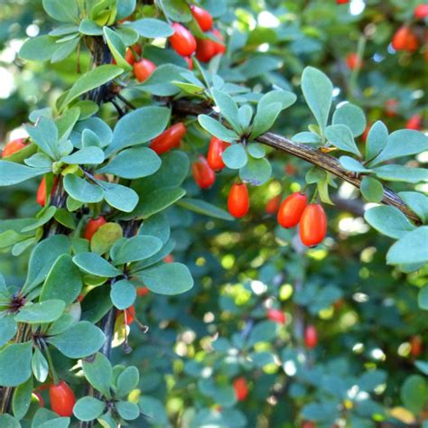 photos of barberry bushes